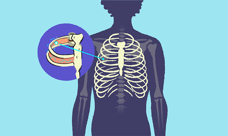 Chest Anatomy Nerve Zoom