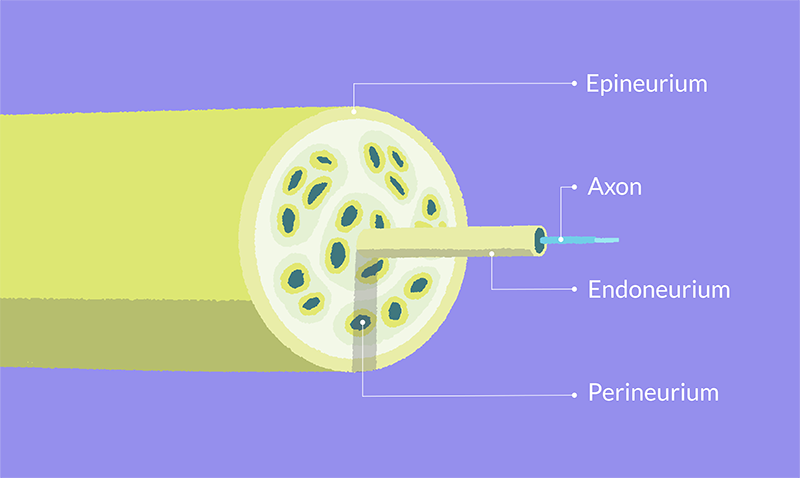 Anatomy nerve detail cryo nerve block